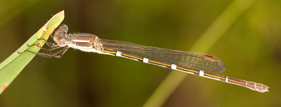 Austrolestes leda